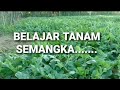 RAHASIA TANAM SEMANGKA fase penyerbuk.an/polinasi