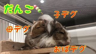 デグーのくるりともぐり　ぬくぬくだんご