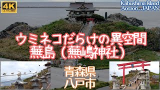 海外の方から教えてもらった！ウミネコだらけの蕪嶋神社の非日常感 株価と人望の「株」が上がるご利益があるらしい ～青森県八戸市（蕪島） Kabushima Island Hachinohe,Aomori