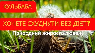 Хочете схуднути без дієт? Ось чому вам потрібен корінь кульбаби!