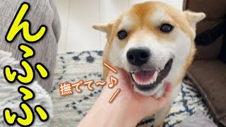 【かわいい】耳を倒して撫でられ待ちをする柴犬