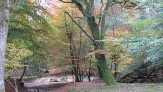 New Forest Country Walk - Acres Down to Bolderwood Deer Sanctuary round