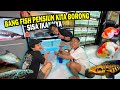 RESMI PENSIUN?? BORONG IKAN TERSISAH DIGALERI BANG FISH..!!