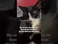 tuxskateers short 76 tuxskateers shorts pets cats kitten tiktok instagram youtube