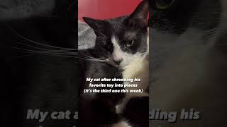 Tuxskateers Short 76 #tuxskateers #shorts #pets #cats #kitten #tiktok #instagram #youtube