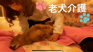 大場久美子【老犬介護】わん太ピーピー星人🐶眠らぬ夜（トイレ補助あり）