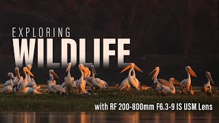 Beyond Boundaries: Discovering Wildlife Marvels with RF 200-800mm F6.3-9 IS USM Lens.