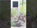 ocelot hunting coati 😳