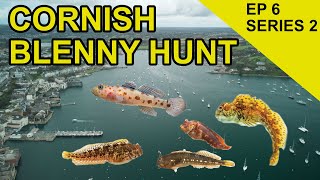 Falmouth Blenny Hunt: Species Hunt (EPISODE 26)