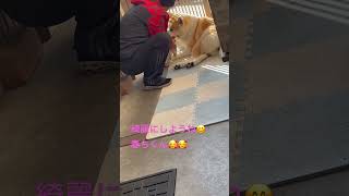 #秋田犬の暮らし #ニューヨークの秋田犬 #癒し #秋の散歩 #癒し散歩 #可愛い #お散歩大好き #愛犬 #犬のお散歩 #足を拭く#秋田犬の暮らし❣️春ちくん❣️女の子