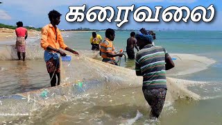 கரைவலை இழுத்து பிடித்த மீன்கள் Fishes caught by trawling nets