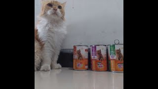 review makanan kucing basah ORI CAT... muraah... amiss.. dijamin kucing pasti sukaa...!!!