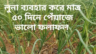 দেখুন মাত্র ৫০ দিনের পেঁয়াজ। লুনা ব্যবহারে ব্যবহার করে পেঁয়াজে ভালো ফলাফল