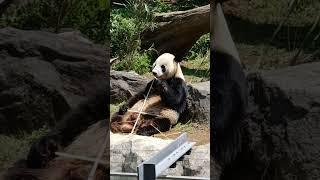 【超カワ】食事中のリーリーその129～This male Giant Panda's action is cute.