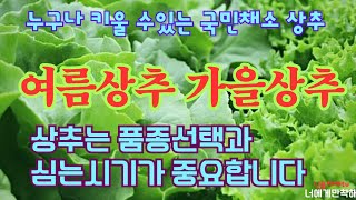 🥬여름상추 가을상추 재배방법//계절별 품종선택/심는시기와 방법/씨뿌리기와 모종 기르기/비료와 밭 만들기/병충해 수확//