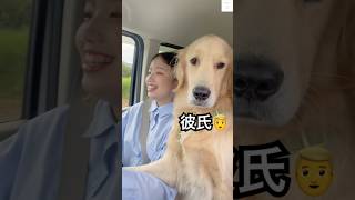 犬系彼氏です☺️犬の表情が面白すぎる　#ゴールデンレトリバー #犬　#おもしろ #犬のいる暮らし #彼氏