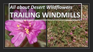 TRAILING WINDMILLS, Allionia incarnata, Anza-Borrego, Sonoran Desert; aka Hierbo del golpe, Pink