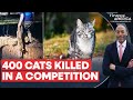 New Zealand Organises Annual Competition To Kill Cats | Firstpost America