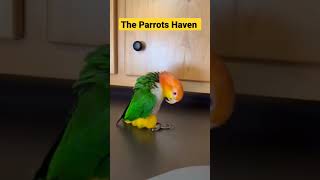 My Cute Parrot🦜 Dancing #shorts #trending #parrot #dance