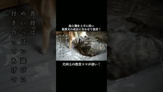 後輩犬の成長に合わせて飴と鞭を使い分ける甲斐犬が凄い！ #柴犬 #甲斐犬 #youtubeshorts