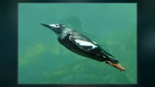 Pigeon Guillemot