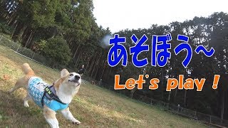 コーギーと一緒に遊ぼう Let's play with the corgis together!!!!!!!!!!