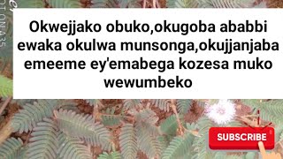 Okulwa munsonga,emeeme ey'emabega,obuko, okugoba ababbi ewuwo kozesa eddagala lino