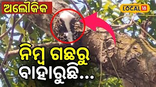 ଅଲୌକିକ, ନିମ୍ବ ଗଛରୁ ବାହାରୁଛି... । Jajpur। Odisha। Mystery Tree। Odia News।#local18