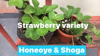 STRAWBERRY VARIETY: SHOGA \u0026 HONEOYE