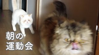 猫さんのある日の朝の運動。エキゾチックショートヘアのしらすとエキゾチックロングヘアのはまちが朝から運動に勤しんでいました。