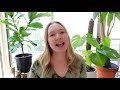 how to prune a monstera why pruning is important