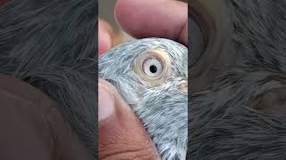 Golden Bredar Kabutar Ustad Mian Nazeer Marhoom || Kasur Pigeon Shok