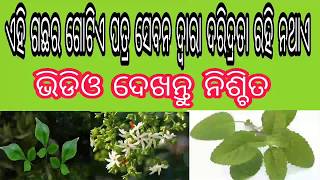 ଏହି ଗଛର ଗୋଟିଏ ପତ୍ର ସେବନ ଦ୍ବାରା ଦରିଦ୍ରତା  ରହି ନଥାଏ l sadhu bani l ajira anuchinta l odia tulasi gacha