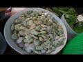 incredible lima bean harvest mid november in ne ga garden beans