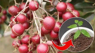 How to grow red longan from seeds