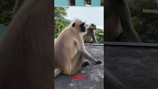 Mirror Prank for Monkey Hilarious Reaction | very funny video try not to laugh #patna #shorts