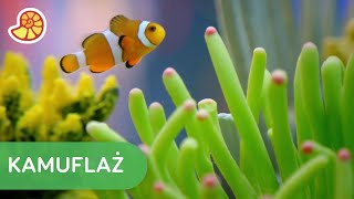 Kamuflaż chemiczny błazenków 🐠 | Tajemnice ewolucji