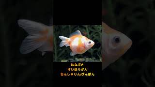 2024年度金魚の正式に認定されている品種を発表します #金魚飼育 #金魚 #水族館 #金魚愛 #雑学 #ペット#Shorts #aquarium＃日本観賞魚振興事業協同組合＃金魚種類＃品種＃飼育