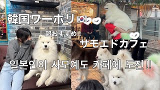 【韓国ワーホリ】サモエドカフェ/일본인이 한국의 사모예도에 도전‼︎