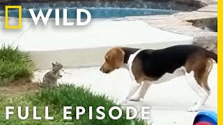 Animals Vs. Stairs: America's Funniest Home Videos (Full Episode) | Nat Geo Wild
