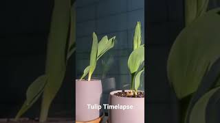 Tulip Timelapse