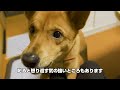 元保護犬「さんちゃん」 30 2023 2 11～2 17 やってきて6ヶ月生後8ヶ月になりました