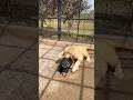 Lion attack the neck of the kid#lion #lionhub #shorts