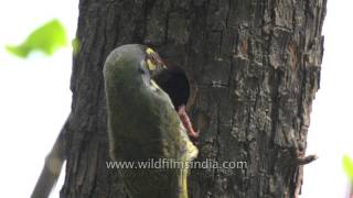 Coppersmith or Crimson-breasted Barbet excavating nest hole