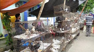 RECENT FANCY PIGEON PRICE UPDATE| GALIFF STREET BIRD MARKET KOLKATA| CHEAP PRICE| VISIT 22TH AUG2021