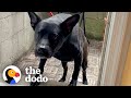 Senior Dog Gets His Very Own Retirement Cabin | The Dodo