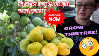 Fruit Hunters' White Sapote: NOW Available at Xain's World Nursery!