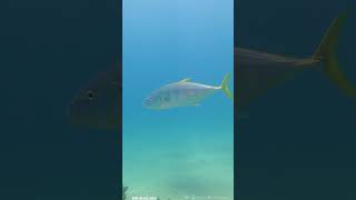 Yellow-Spotted Trevally!!! #calm #fish #lovethereef #beach #oceanlove  #fishing #oceanreef