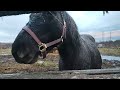 rare ojibwe spirit pony comes to save nervous video maker during promo video