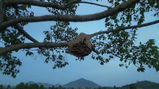 ឪម៉ាល់នៅលើចុងឈើសែនខ្ពស់|Amazing!! Removing Asian Hornet Nests from Tree Tops